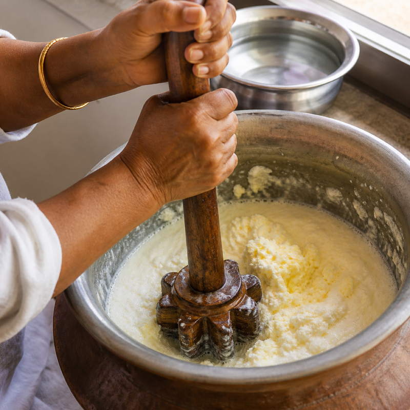 Cultured curd being churned into butter with a wooden bilona churn, the traditional method behind GetPured ghee
