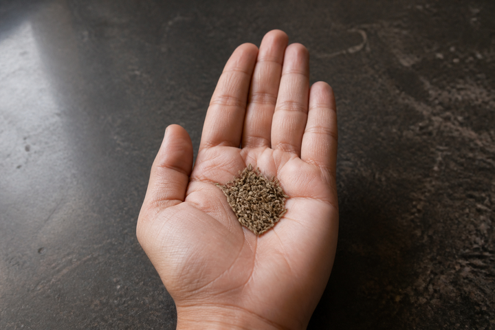An open palm holding whole cumin seeds, the skin clean and unstained after rubbing them